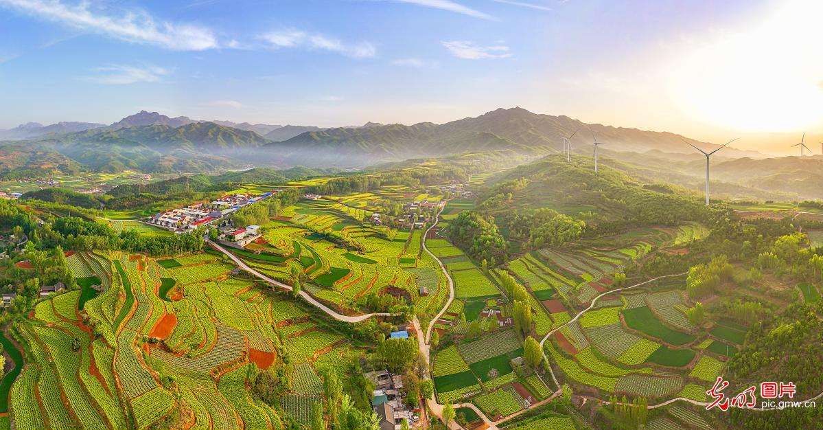 王屋山下花盛开