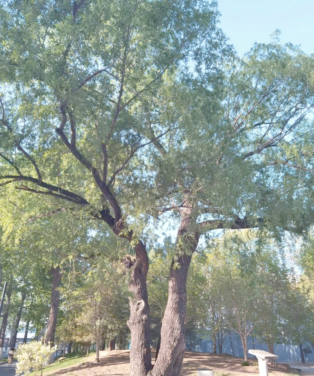 参天大树的成长之旅