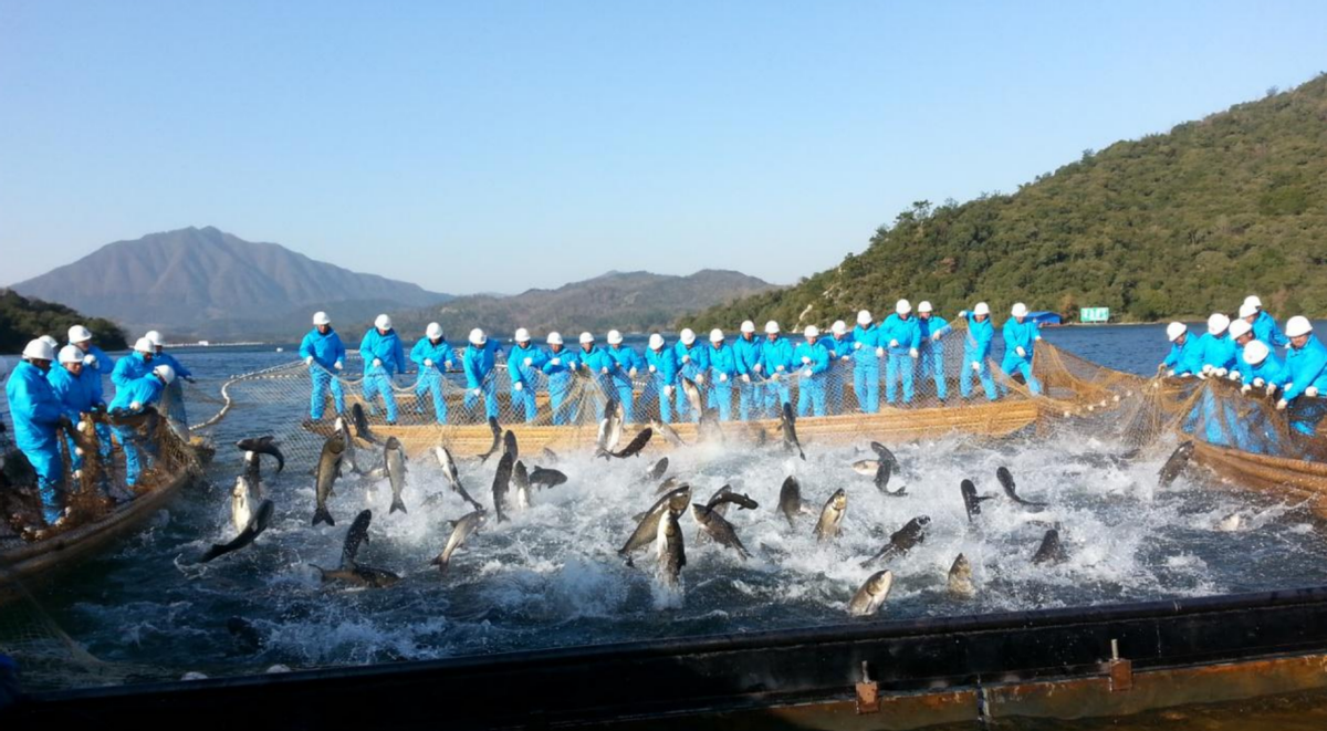 太平湖有机鱼图片