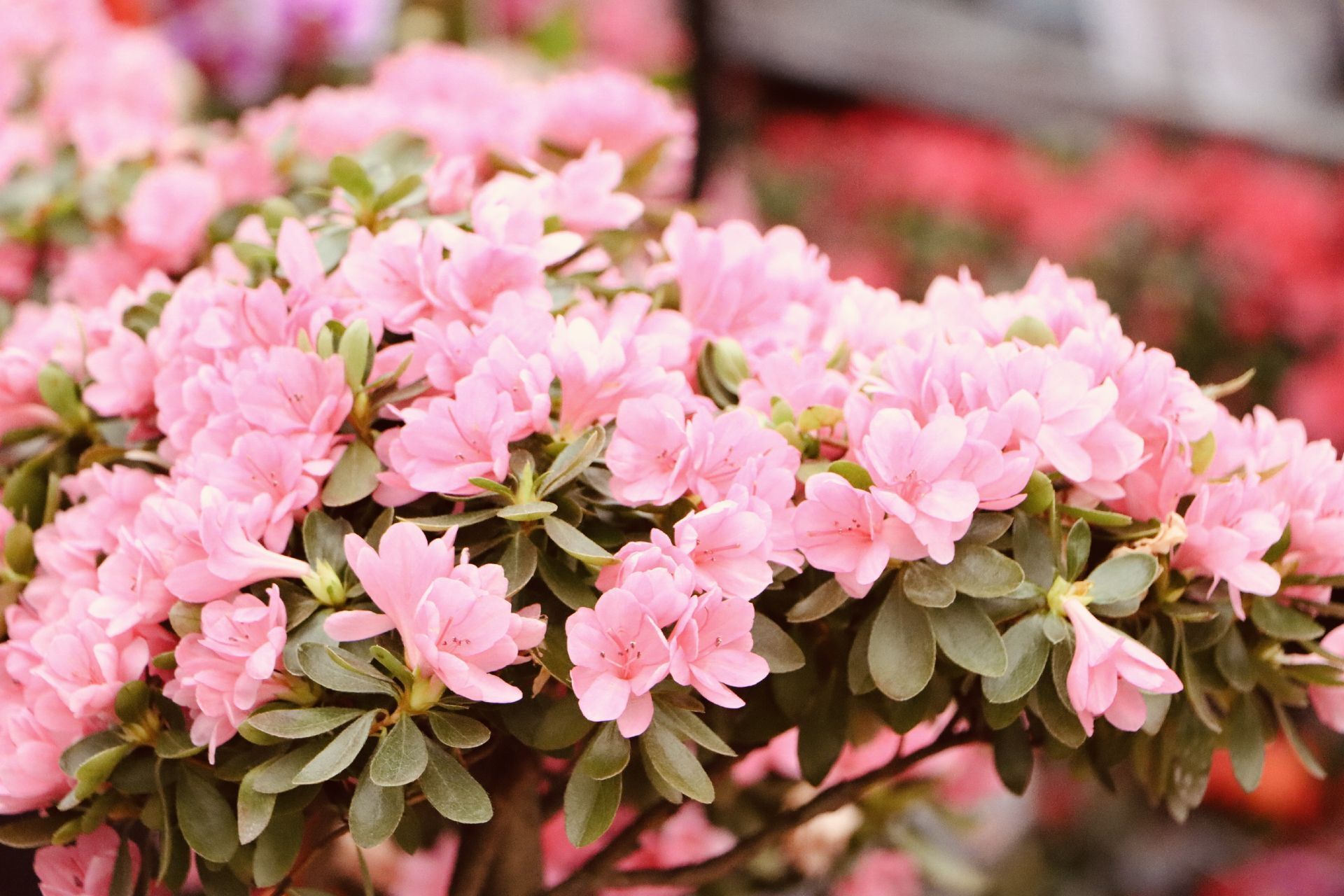 组图丨新年近 鲜花俏