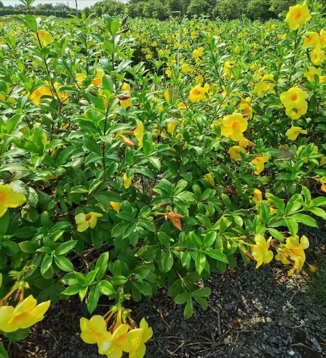 软枝黄蝉是长日照植物