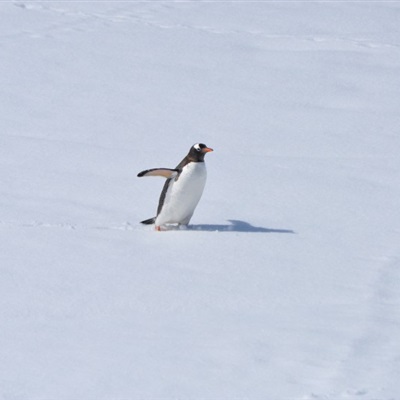 南极企鹅头像图片