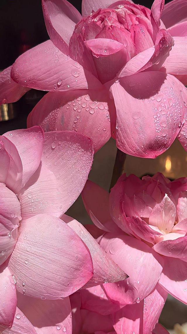 4k壁纸:一些花花草草