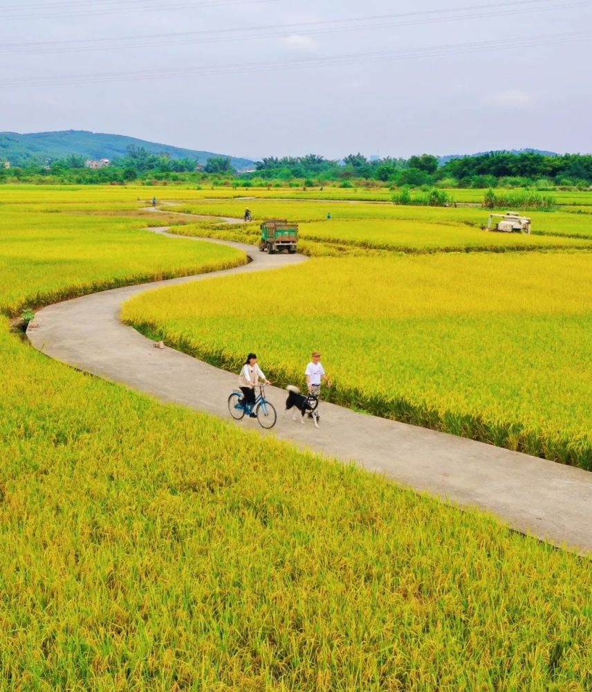 又一绝美打卡点!超大片s稻田就等你来