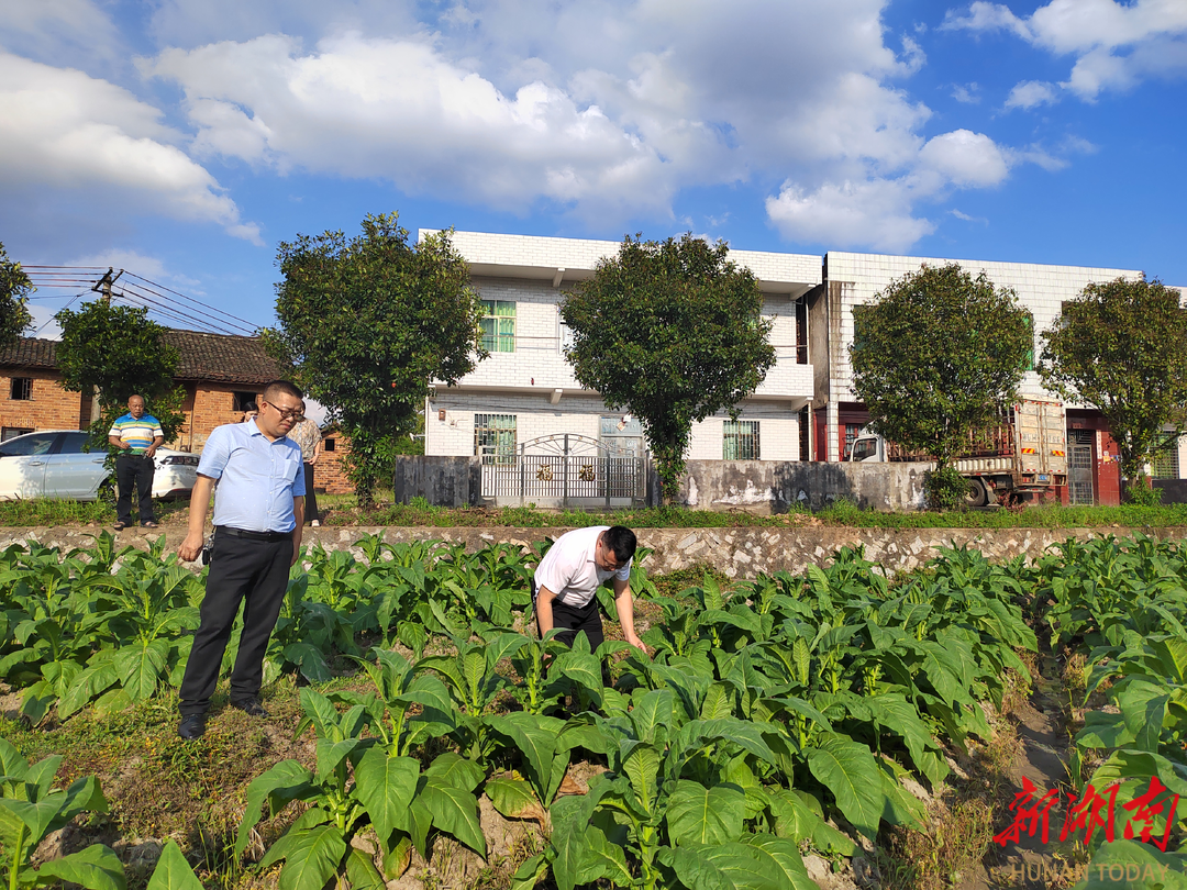 安仁县华王乡扎实走好"金叶子"致富路