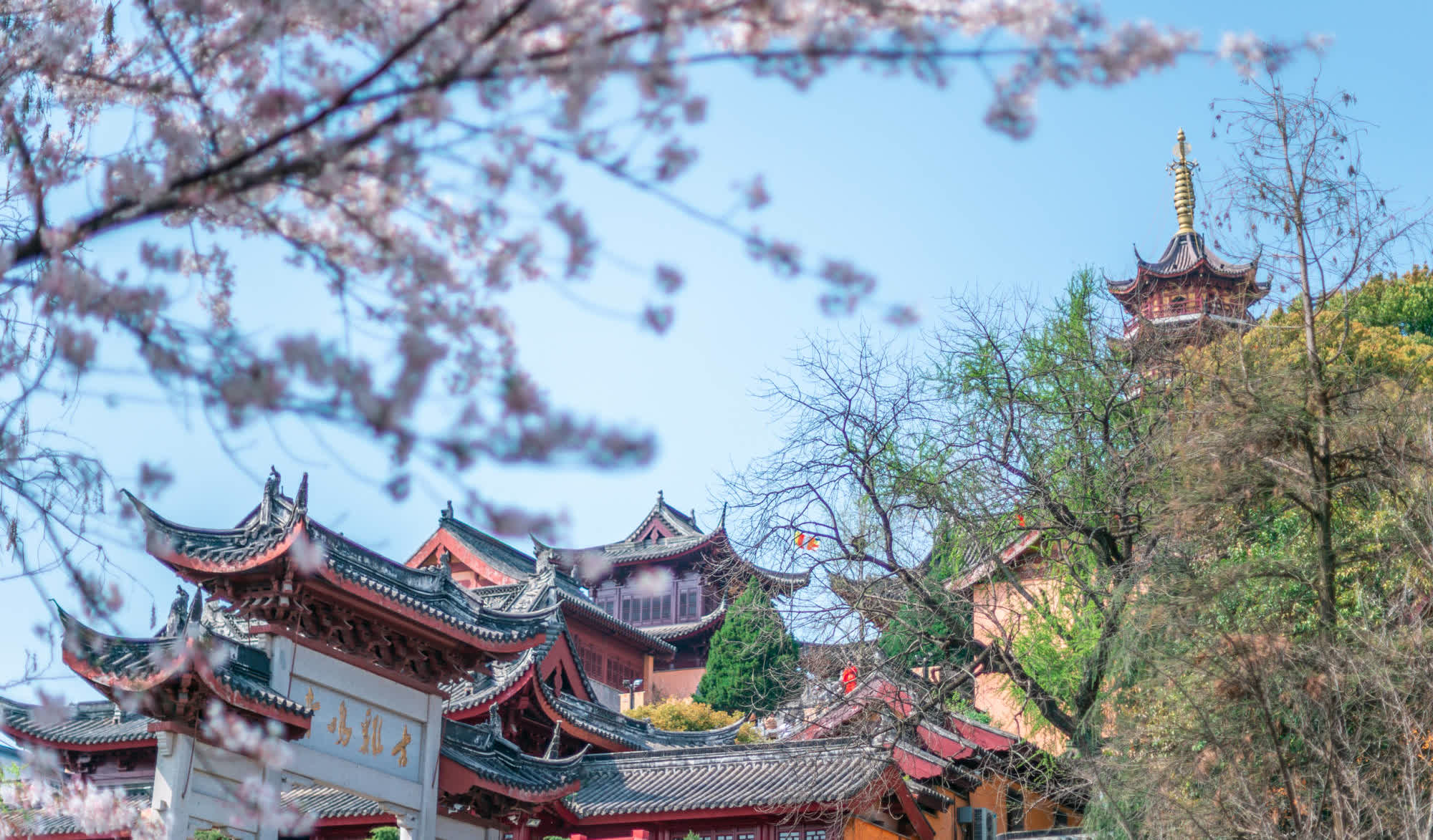 南京千年古刹前的"最美"赏樱胜地,网友惊叹:花胜人众