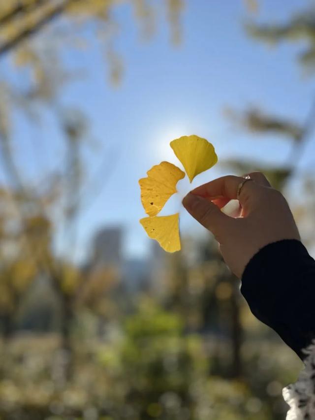 昆明禄劝 冬日暖阳银杏黄