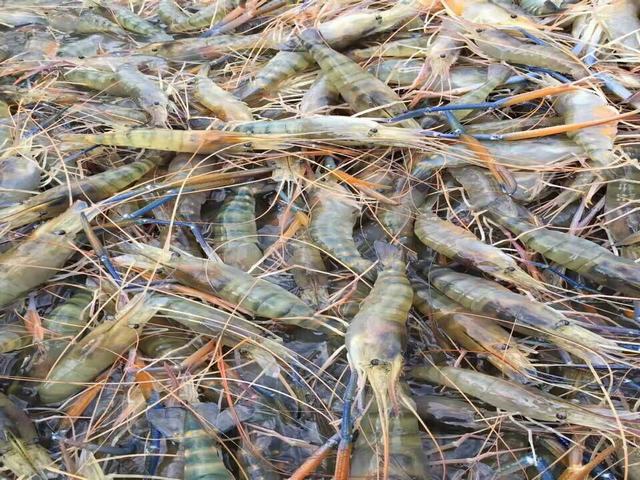 太丰六号罗氏沼虾养殖项目,想赚钱的别错过