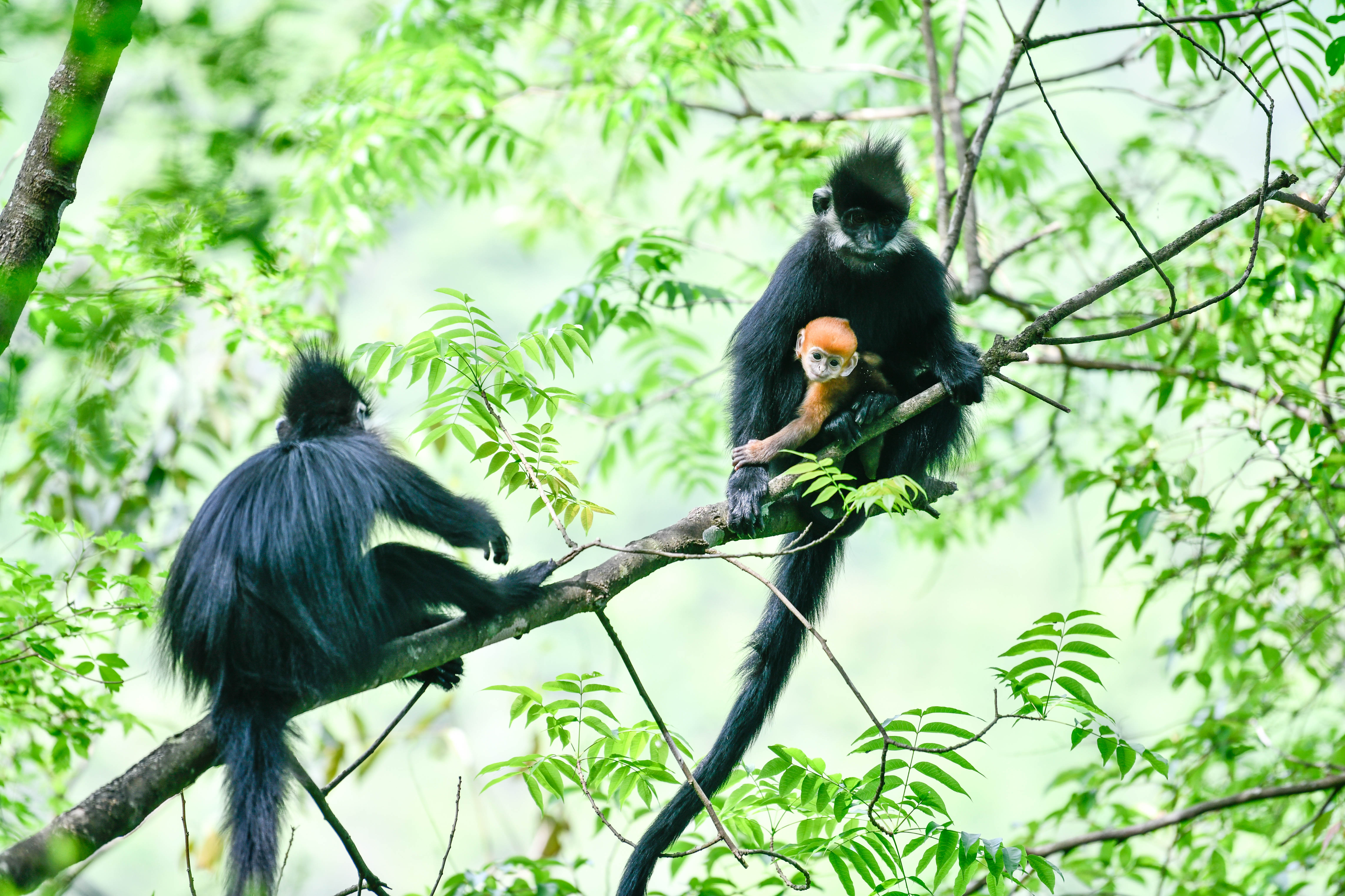 (环境)贵州麻阳河国家级自然保护区里的黑叶猴