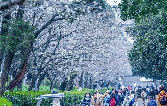 湖北邀全国游客赴樱花之约,武大设立抗疫医护赏樱专场