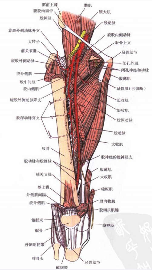 图文详解|大腿的解剖结构与功能