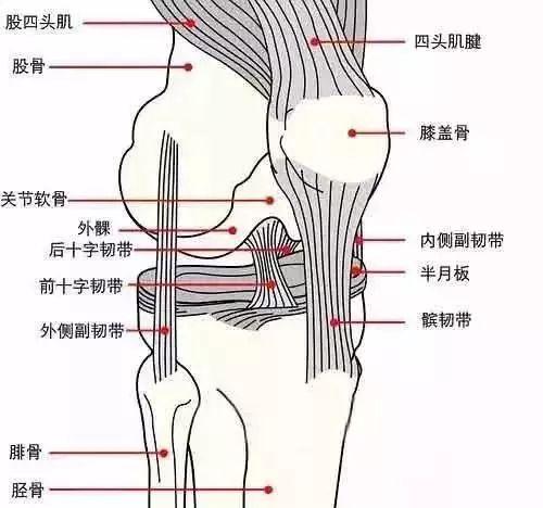 膝关节周围的韧带主要功能是什么?