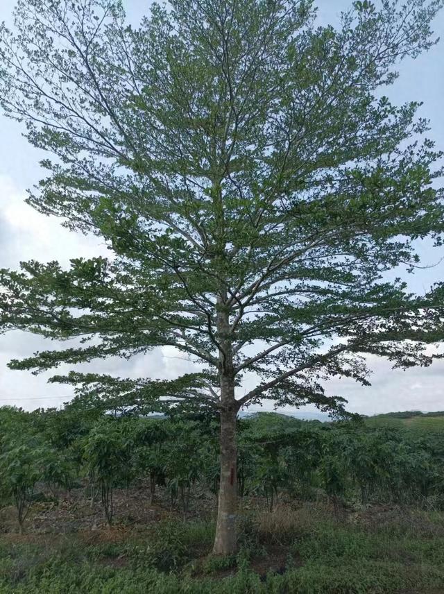 小叶榄仁种植与养护