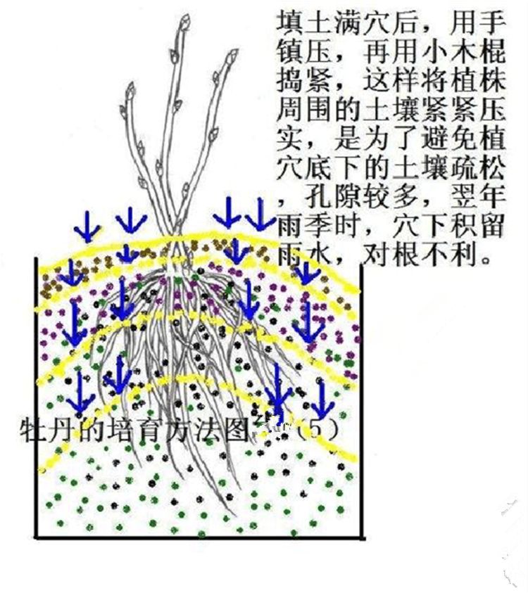 牡丹花种植方法图片