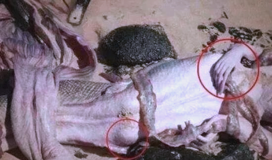 科学家揭秘美人鱼化石:与传说不同的凶狠面貌