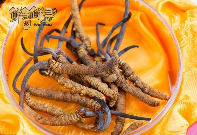 西藏冬虫夏草多少钱一斤?哪能买到正宗的冬虫夏草?