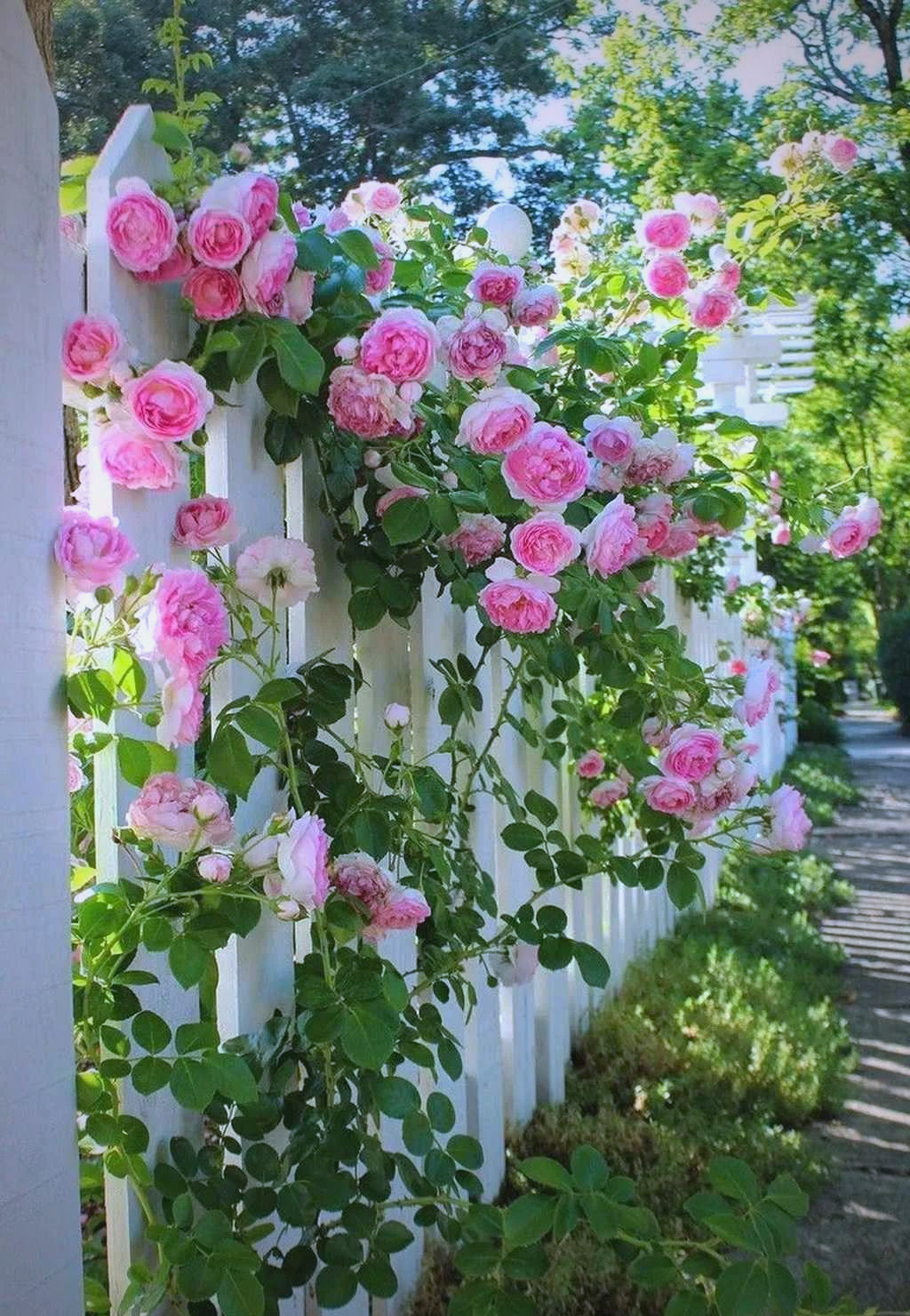 打造网红打卡地,8款藤本月季让你的家园瞬间爆红