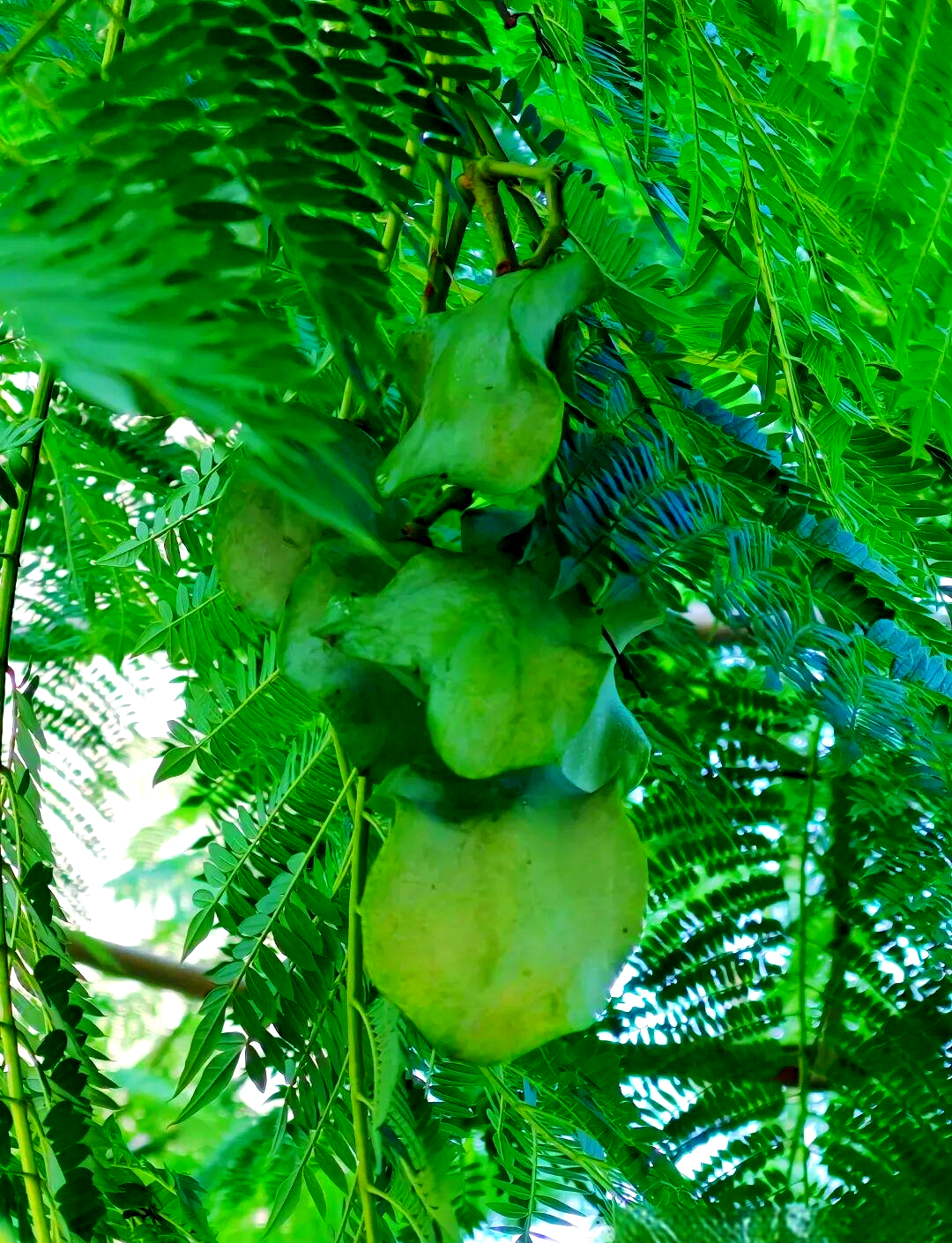 探秘蓝花楹果实:意外发现与独特魅力