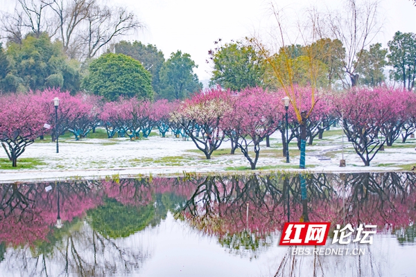 橘子洲头雪景图片