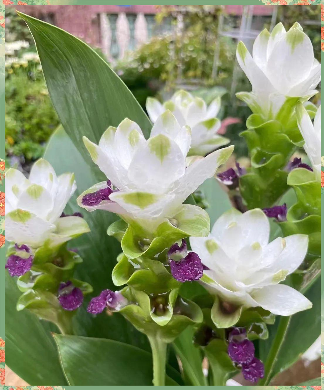 姜荷花:兼具热带郁金香与荷花之美,高洁清雅,从夏到秋绽放不停!