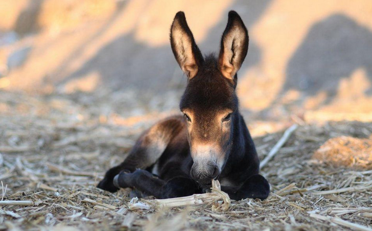 小驴驹拉稀腹泻的原因以及用药物治疗最佳方法