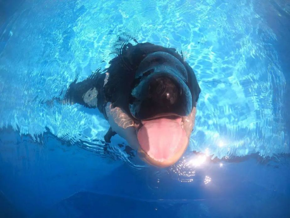 上海海昌海洋公园虎鲸宝宝儿童月开启