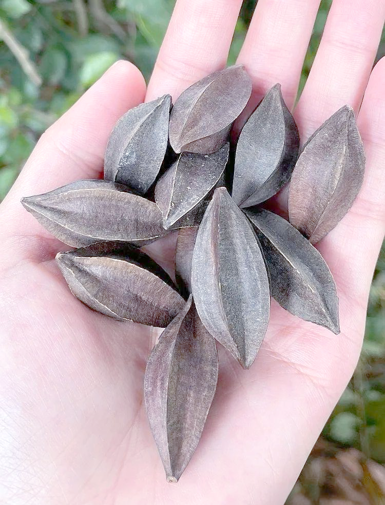 使君子:一种珍贵且多功能的绿色植物