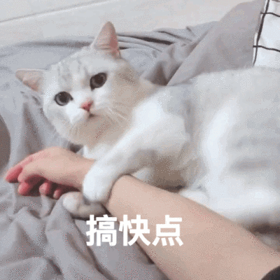 如何对待小猫咪的遗传病?