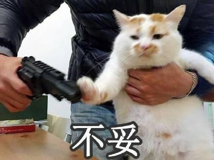 power表情包猫猫图片