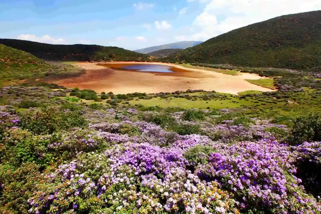中国旅游日|索玛花开大凉山,别样浪漫五月天