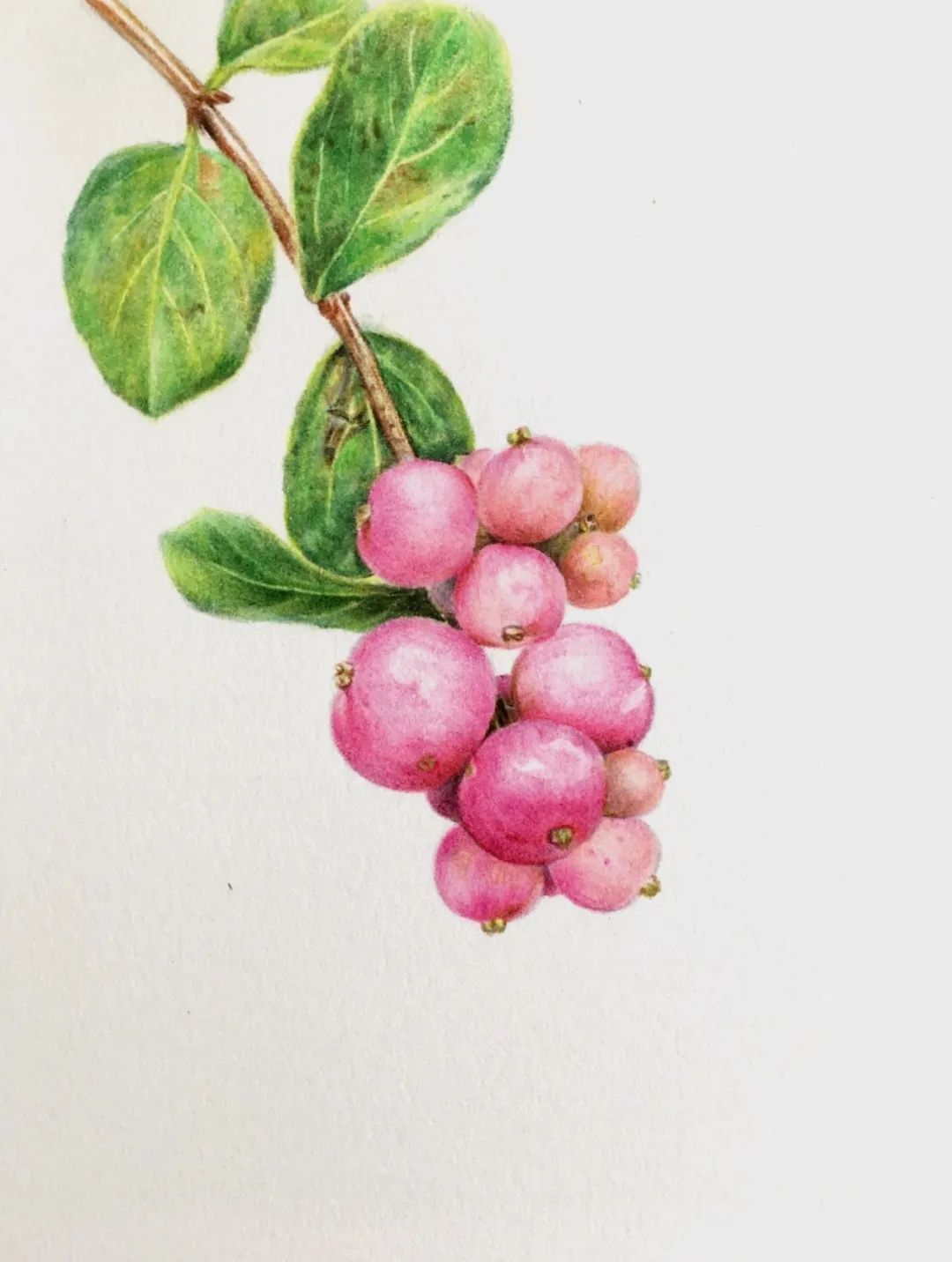 彩铅教程|粉粉的粉雪果