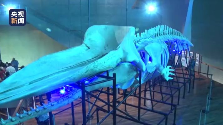 巴西国家博物馆展出罕见抹香鲸骨骼 复原长度15.7米