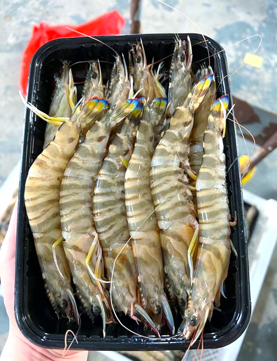 海鲜小课堂:探索美味且营养丰富的竹节虾