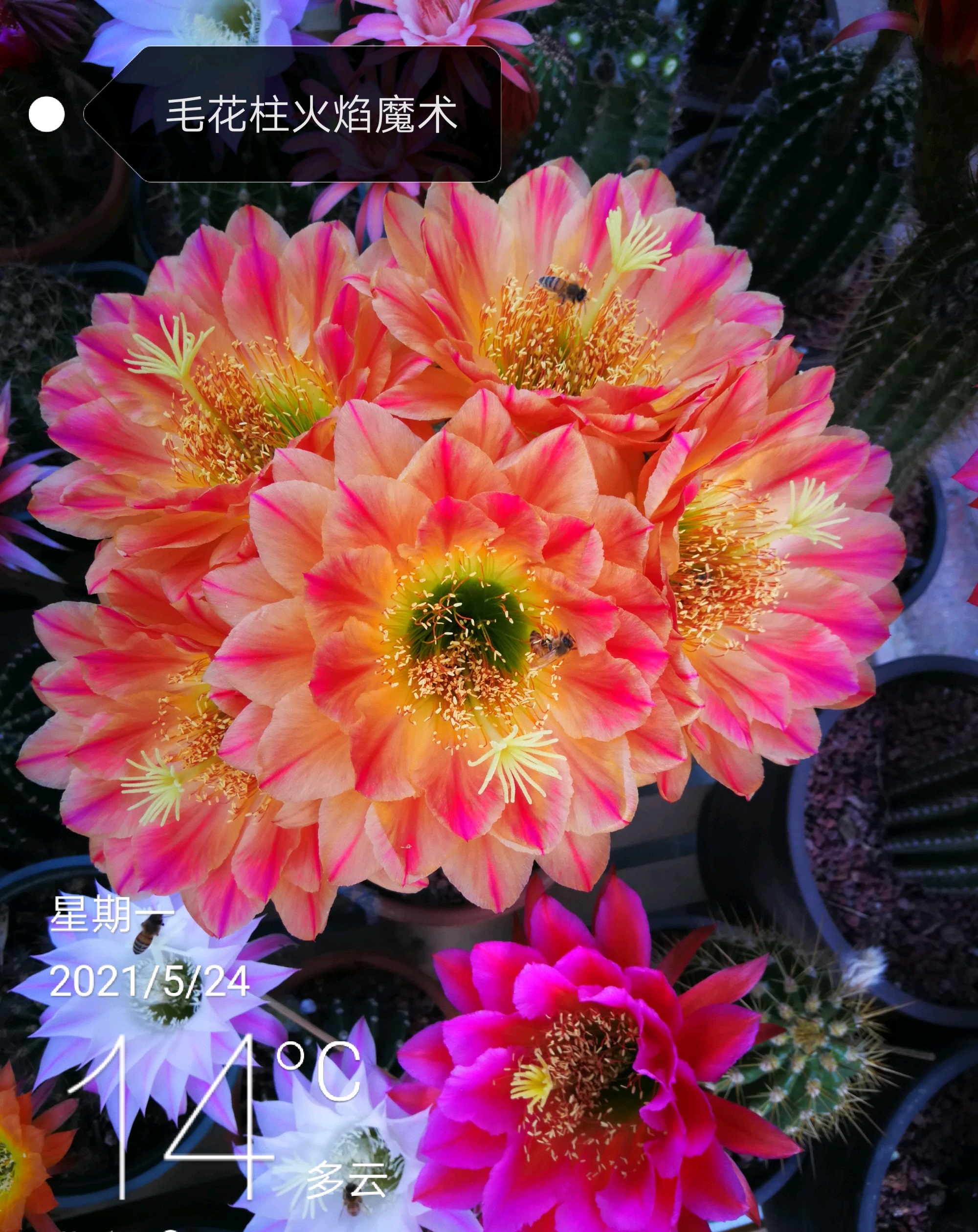 一款花朵超大的仙人球,直径20厘米,一年多次绽放,又美又好养