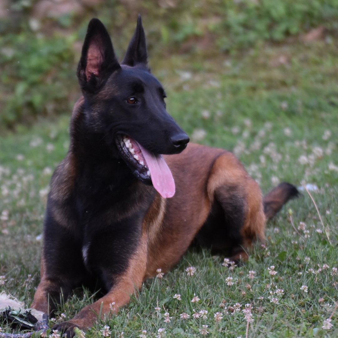 本基地常年出售纯种马犬幼犬,视频挑选,包邮到家抓紧联系主播询问吧