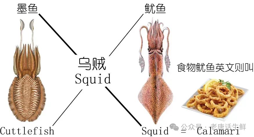 「收藏」鱿鱼与柔鱼