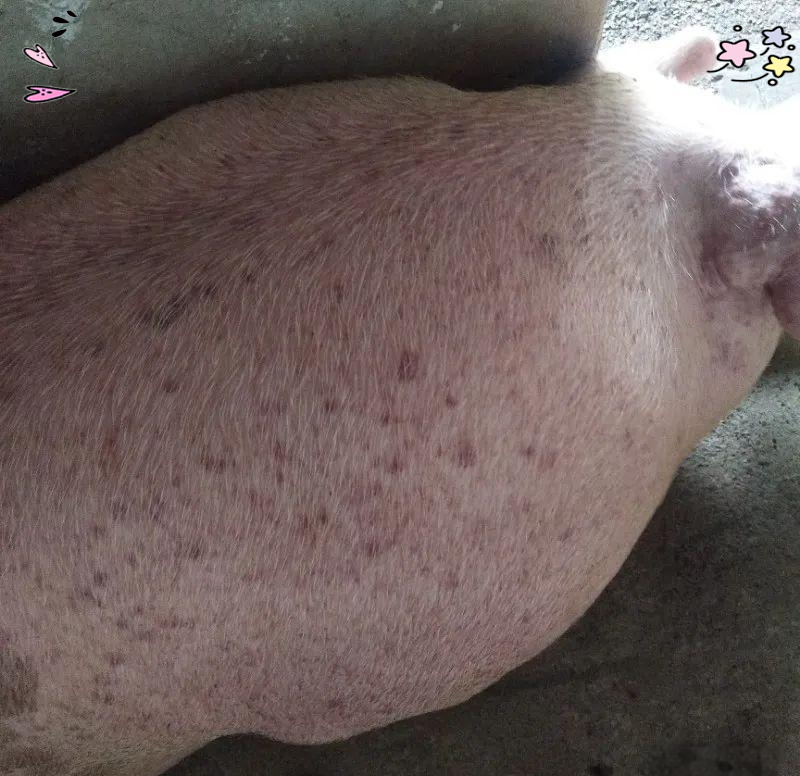 非洲猪瘟的多个典型症状