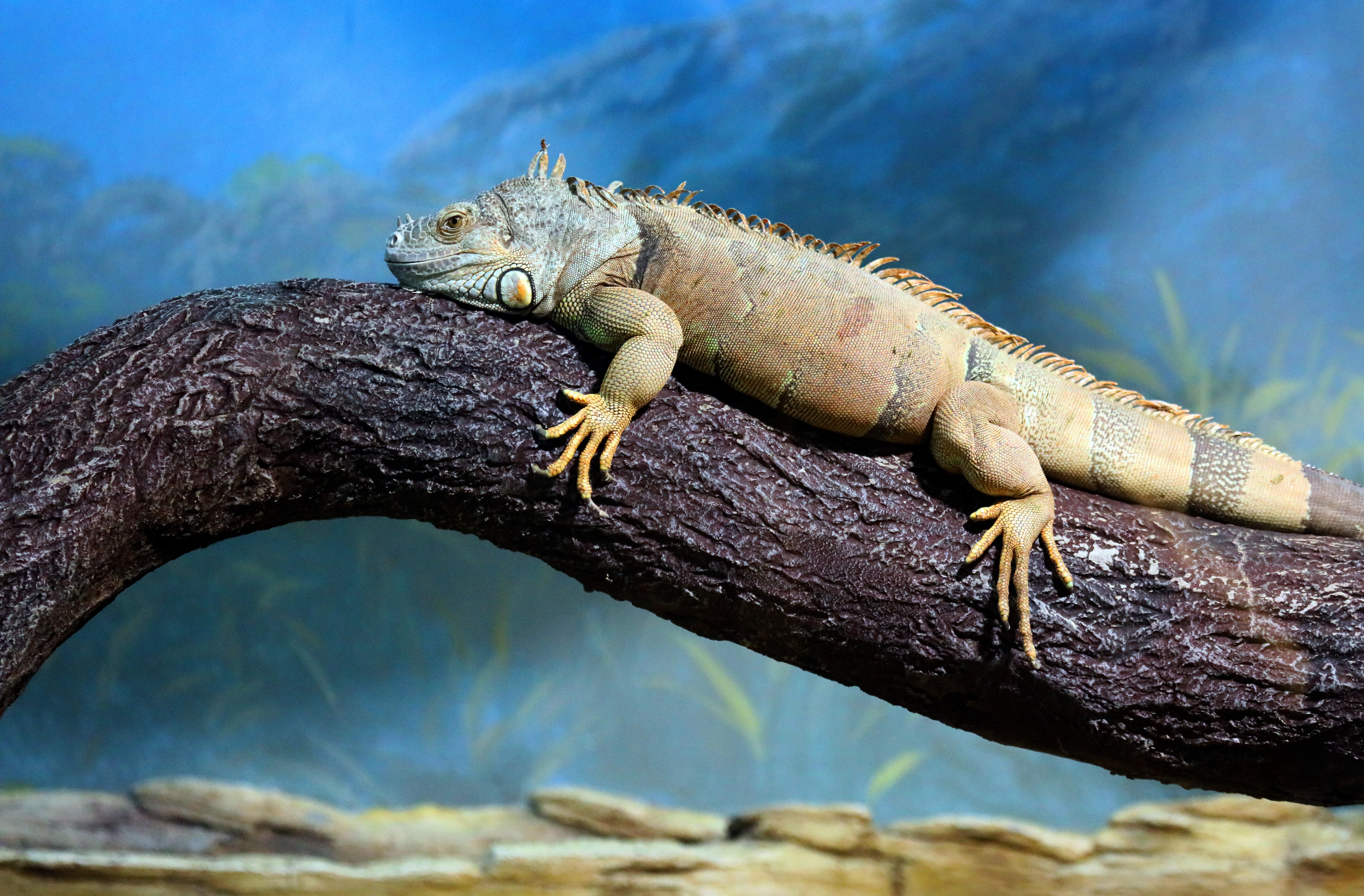 俄罗斯动物园里的爬行动物(2)