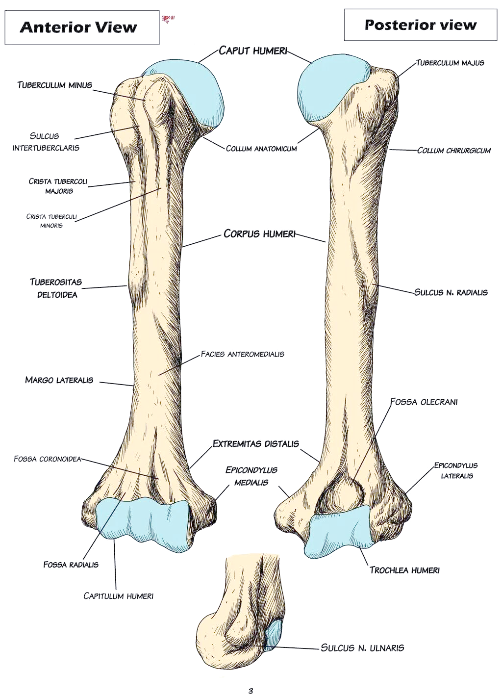 肱骨的结构解析与学习攻略