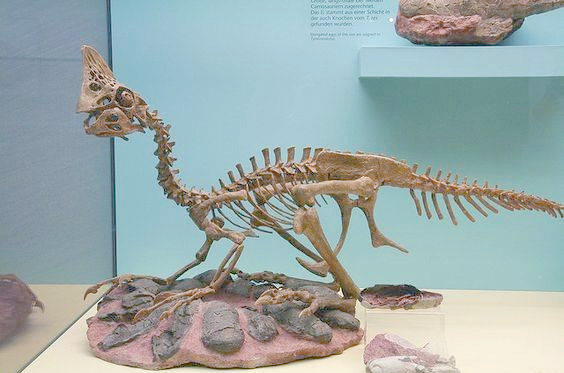 于蒙古高原的额仁大巴苏地区,偶然发现了一具偷蛋龙的骨骼化石