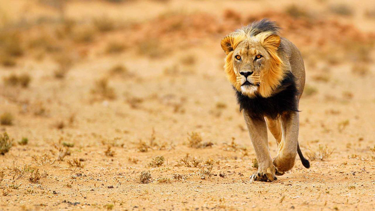 狮子住在沙漠里图片