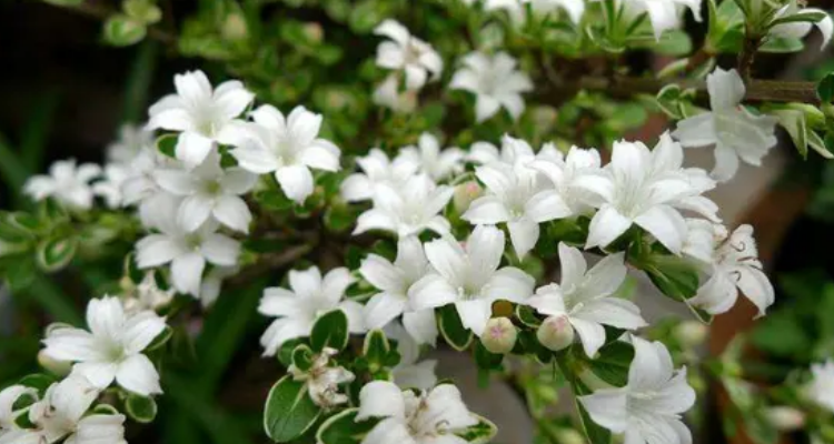 开白色花的树名字图片图片