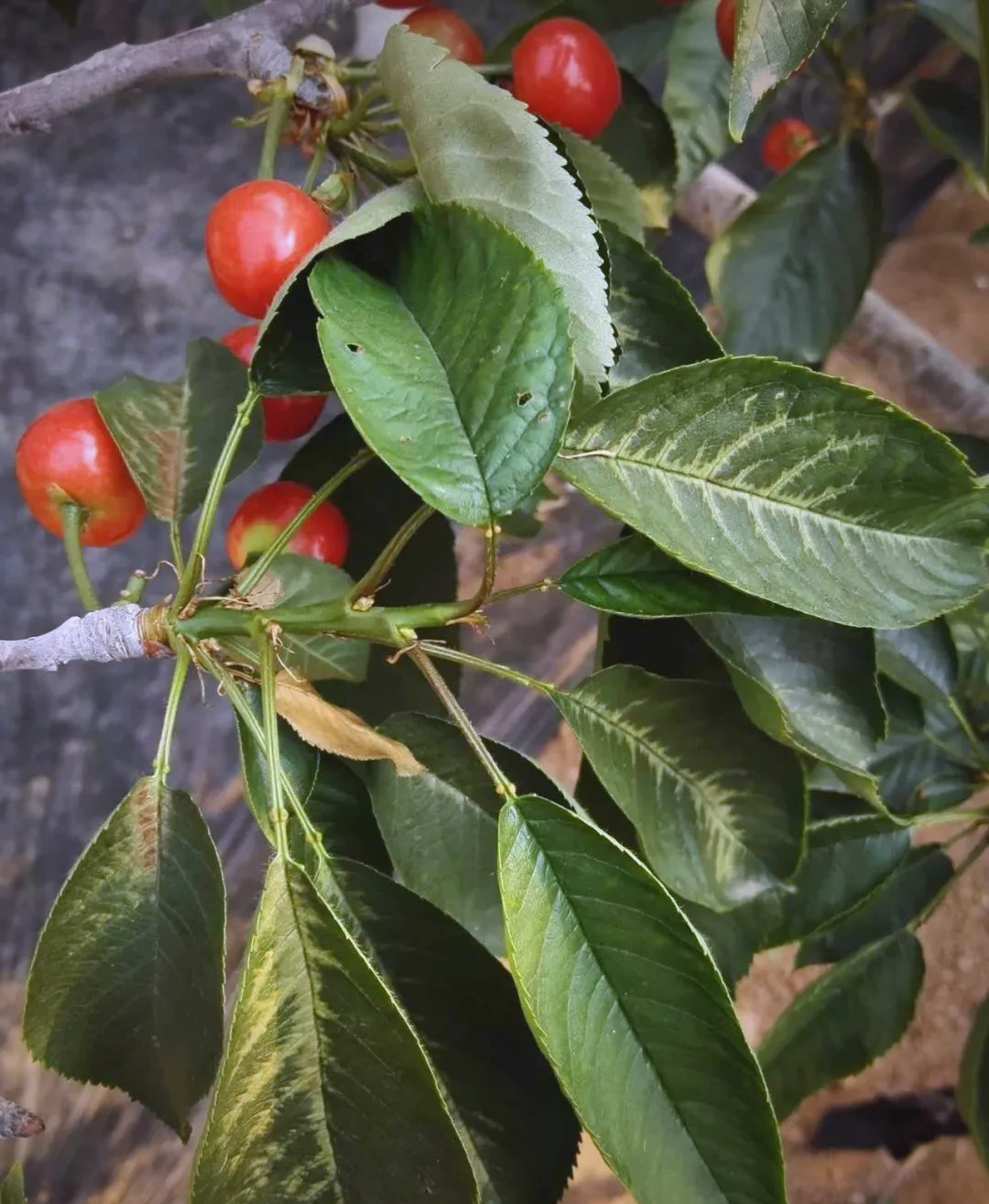 樱桃叶片发黄问题解决指南:多种原因与处理方法详解