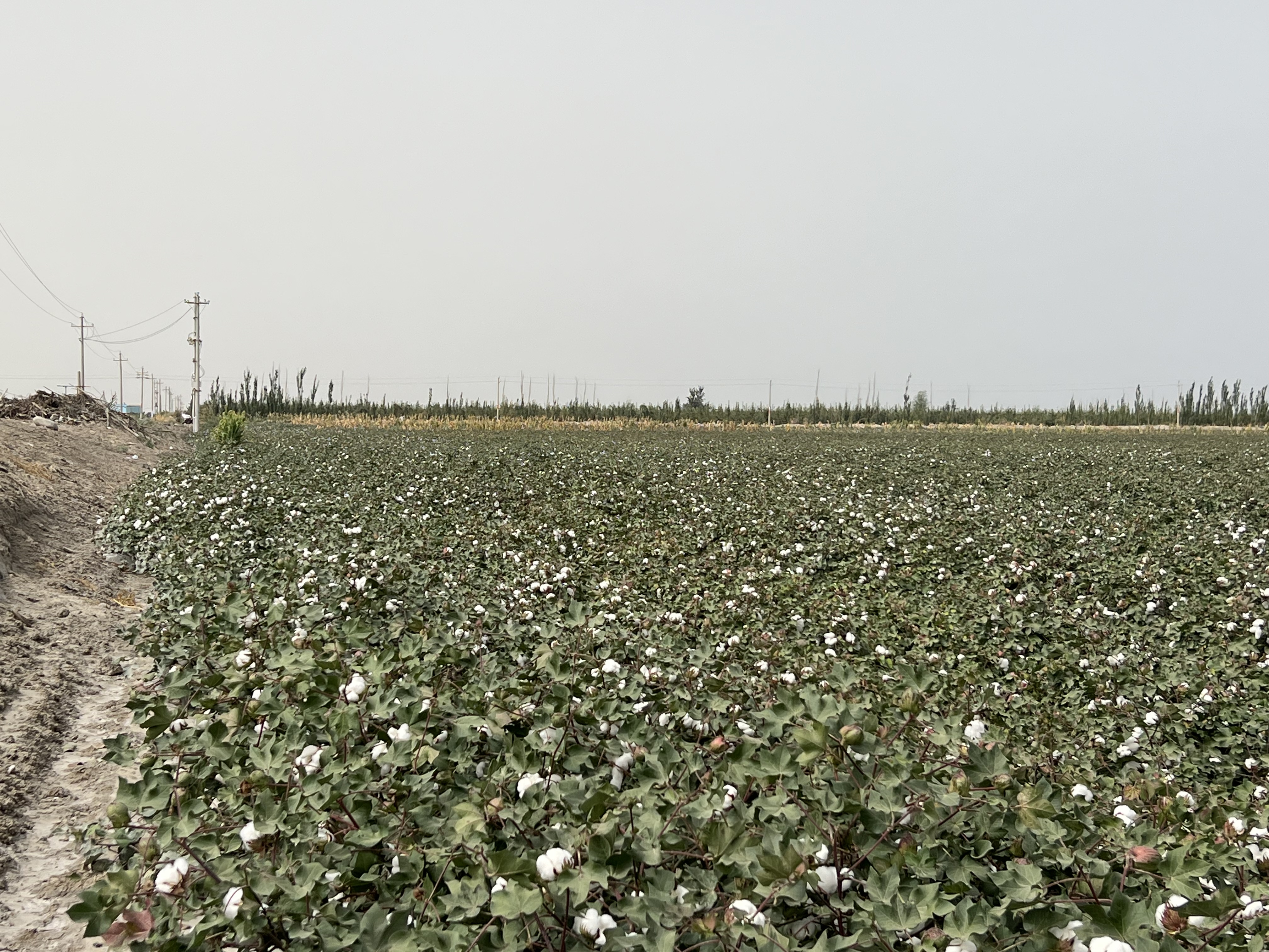 和什力克乡:棉花陆续吐絮 丰收在望