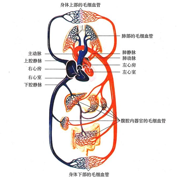 血液循环系统概念图图片