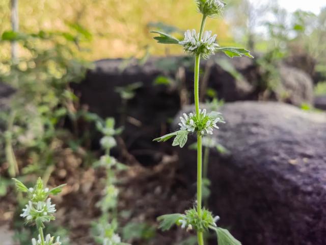 夏至草