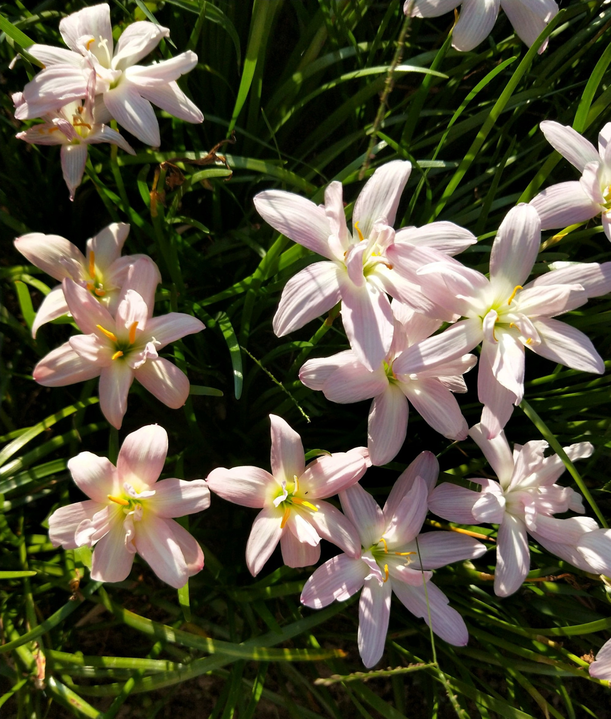 重瓣风雨兰"伊丽莎白",好看又好养,每年花开多次,你值得拥有