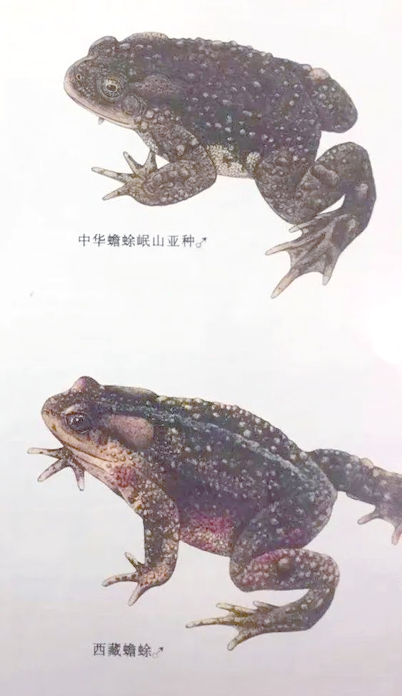 我国蟾蜍品种的地区分布,体长及生物学特性概述