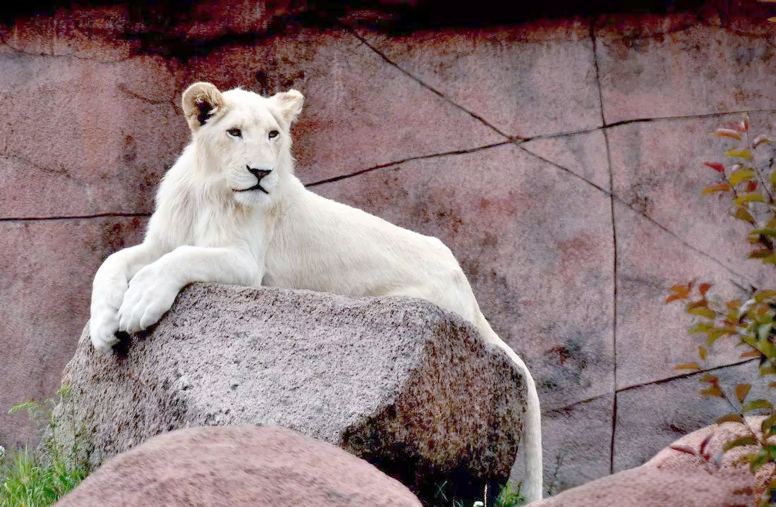白狮的起源与生存奥秘,大自然的传奇