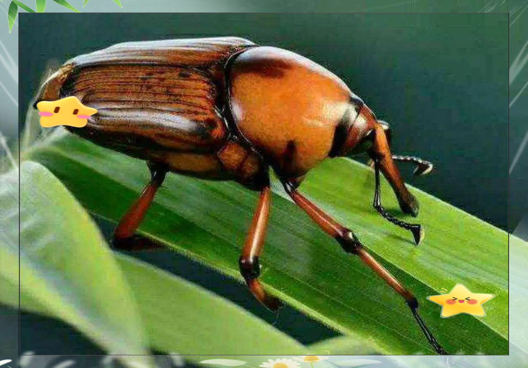 农村常见的竹象昆虫:既可玩乐又可食用,为何如今难以寻觅?